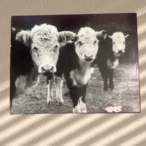 KARL BONFERT The Cows Photographic print MOUNTED Lacquered Signed